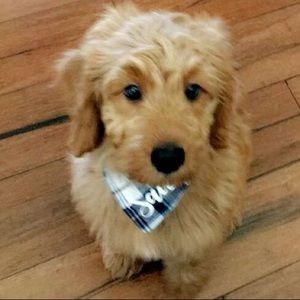 Meet your Posher, Lena